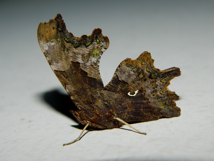 Polygonia c-album (anch''io!)